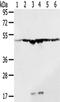DExD-Box Helicase 39B antibody, TA351881, Origene, Western Blot image 
