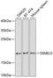 Diablo IAP-Binding Mitochondrial Protein antibody, GTX64409, GeneTex, Western Blot image 