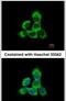 HGb antibody, PA5-30957, Invitrogen Antibodies, Immunofluorescence image 