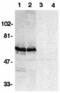 BCL2 Associated Athanogene 4 antibody, MBS150622, MyBioSource, Western Blot image 