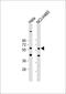 Cytokine Receptor Like Factor 3 antibody, 59-259, ProSci, Western Blot image 