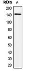 Transcriptional Repressor GATA Binding 1 antibody, orb224036, Biorbyt, Western Blot image 