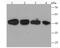 Thioredoxin Interacting Protein antibody, NBP2-75692, Novus Biologicals, Western Blot image 