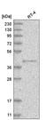 Peptidase M20 Domain Containing 2 antibody, HPA030326, Atlas Antibodies, Western Blot image 