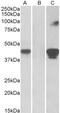 SLAM Family Member 8 antibody, LS-B10462, Lifespan Biosciences, Western Blot image 