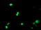 Peptidyl Arginine Deiminase 4 antibody, TA504887, Origene, Immunofluorescence image 