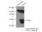 Uroplakin 1A antibody, 25275-1-AP, Proteintech Group, Immunoprecipitation image 