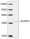 Potassium Voltage-Gated Channel Interacting Protein 2 antibody, orb376151, Biorbyt, Western Blot image 