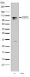 Signal Transducer And Activator Of Transcription 2 antibody, 701105, Invitrogen Antibodies, Western Blot image 