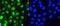 Hsp110 antibody, A04168, Boster Biological Technology, Immunofluorescence image 
