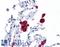 HLAG antibody, LS-C46096, Lifespan Biosciences, Immunohistochemistry paraffin image 