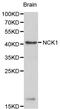NCK Adaptor Protein 1 antibody, A02260, Boster Biological Technology, Western Blot image 