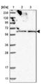 Zinc Finger Protein 48 antibody, NBP1-84088, Novus Biologicals, Western Blot image 