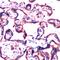 G Protein Subunit Beta 2 antibody, PA5-32433, Invitrogen Antibodies, Immunohistochemistry frozen image 