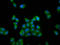 RUN And FYVE Domain Containing 3 antibody, LS-C681236, Lifespan Biosciences, Immunofluorescence image 