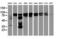 BCAR1 Scaffold Protein, Cas Family Member antibody, M00960-1, Boster Biological Technology, Western Blot image 
