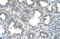 Solute Carrier Family 26 Member 5 antibody, ARP44176_T100, Aviva Systems Biology, Immunohistochemistry frozen image 
