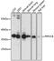 Protein Phosphatase 2 Catalytic Subunit Beta antibody, 18-952, ProSci, Western Blot image 