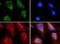 ATP Binding Cassette Subfamily E Member 1 antibody, GTX30470, GeneTex, Immunocytochemistry image 