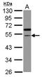 Cell Division Cycle Associated 7 Like antibody, LS-C155635, Lifespan Biosciences, Western Blot image 