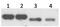 Zinc Finger Protein 707 antibody, PA5-21803, Invitrogen Antibodies, Western Blot image 