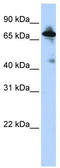 Sodium/hydrogen exchanger 8 antibody, TA333831, Origene, Western Blot image 