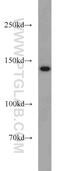 Myosin Binding Protein C, Slow Type antibody, 22900-1-AP, Proteintech Group, Western Blot image 