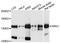 Nardilysin Convertase antibody, A9119, ABclonal Technology, Western Blot image 