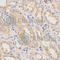 Dynactin Subunit 2 antibody, A2200, ABclonal Technology, Immunohistochemistry paraffin image 