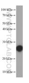 Rho-related GTP-binding protein RhoE antibody, 66228-1-Ig, Proteintech Group, Western Blot image 