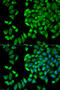 WNK1 antibody, 18-716, ProSci, Immunofluorescence image 