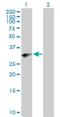 Paired Related Homeobox 2 antibody, H00051450-B01P, Novus Biologicals, Western Blot image 