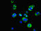Sushi Domain Containing 6 antibody, LS-C399525, Lifespan Biosciences, Immunofluorescence image 