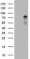 BTB Domain And CNC Homolog 1 antibody, NBP2-01904, Novus Biologicals, Western Blot image 
