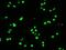 POU Class 5 Homeobox 1 antibody, GTX83850, GeneTex, Immunofluorescence image 