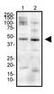 Erythropoietin Receptor antibody, TA336737, Origene, Western Blot image 