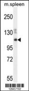 Spectrin Repeat Containing Nuclear Envelope Family Member 3 antibody, 55-447, ProSci, Western Blot image 