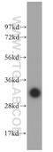 Macrophage Erythroblast Attacher antibody, 15238-1-AP, Proteintech Group, Western Blot image 
