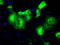 Peroxiredoxin 4 antibody, TA500684, Origene, Immunofluorescence image 