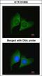 ERH MRNA Splicing And Mitosis Factor antibody, LS-C185435, Lifespan Biosciences, Immunocytochemistry image 