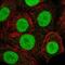 Mortality Factor 4 Like 2 antibody, NBP2-58131, Novus Biologicals, Immunofluorescence image 