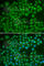 RAB4A, Member RAS Oncogene Family antibody, A6712, ABclonal Technology, Immunofluorescence image 