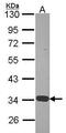 Annexin A4 antibody, GTX103249, GeneTex, Western Blot image 