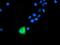 Anaphase Promoting Complex Subunit 2 antibody, NBP2-01128, Novus Biologicals, Immunofluorescence image 