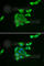 Tumor Suppressor 2, Mitochondrial Calcium Regulator antibody, A7075, ABclonal Technology, Immunofluorescence image 