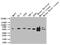 Intraflagellar Transport 46 antibody, CSB-PA873621LA01HU, Cusabio, Western Blot image 