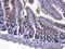 Cytochrome c, somatic antibody, A03529, Boster Biological Technology, Immunohistochemistry frozen image 