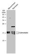 Calmodulin antibody, PA5-78374, Invitrogen Antibodies, Western Blot image 