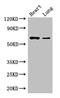 DDB1 And CUL4 Associated Factor 8 antibody, CSB-PA725896HA01HU, Cusabio, Western Blot image 