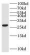 Rho Family GTPase 2 antibody, FNab07332, FineTest, Western Blot image 